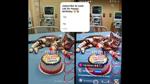 #animalintelligence #cat #o #cute  #aiandcats #happybirthday #aicats #funny #kitten #o