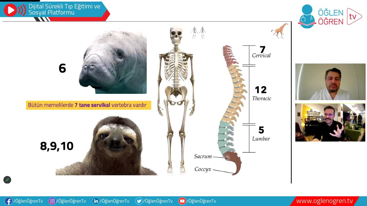 Skolyoz ve Spor: Yüzme Gerçekten Skolyozu Düzeltir mi?