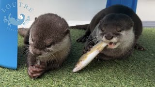 Baby Otters Disapprove of Smaller Fish?