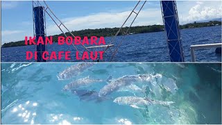 Banyak Ikan Bobara GIANT TRAVELLY di dalam Jaring Cafe Laut