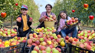 Harvesting 100 kg of Apples - Grandma Made Compote and Tender Apple Pie. Secret Recipe