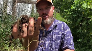 Is Horse Manure Good for the Garden?