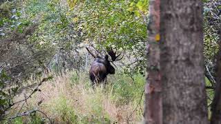 Ran off by Two Bull Moose