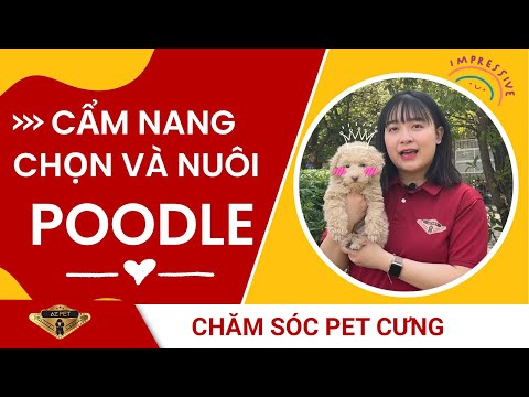 Cách Chọn Mua Poodle Chuẩn, Khoẻ, Đẹp – Hướng Dẫn Chăm Sóc Poodle Từ A-Z | AZPET