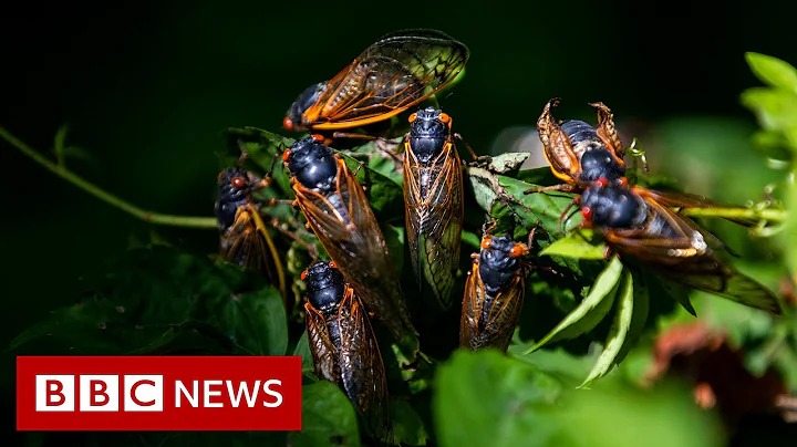 Cicadas: What to know about the 'remarkable' and noisy bugs - BBC News - DayDayNews