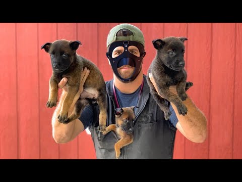 Video: 15 Breed Watch Dog Terbaik