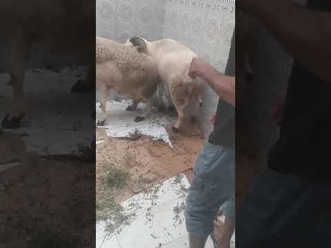 اكبر حوالي 2022الله يبارك