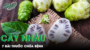 Cây Nhàu: 7 Bài Thuốc Giúp Chữa Nhiều Bệnh | SKĐS