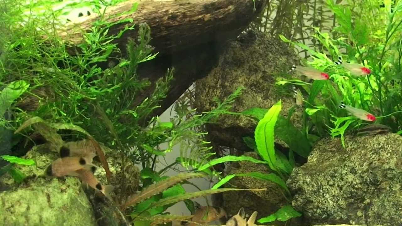 A 60X30X40 Tank for Co. Panda