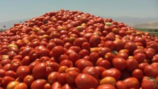 Processing Tomatoes for Ketchup!