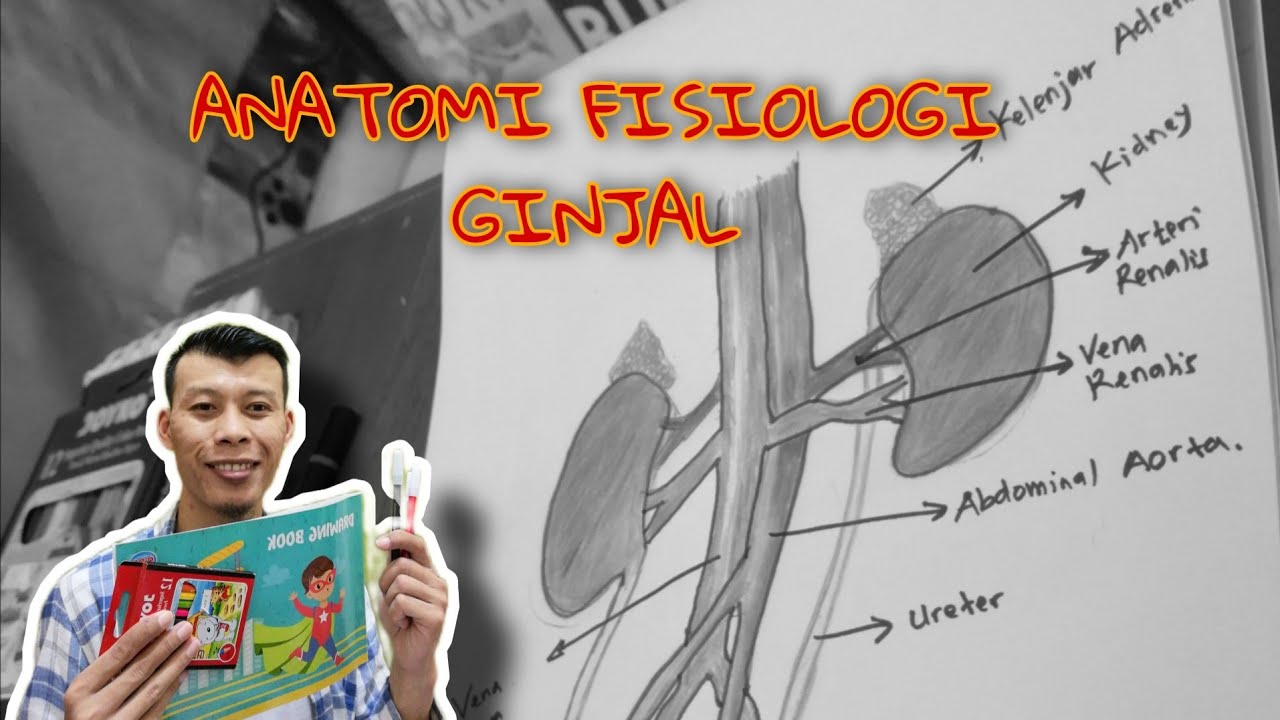 Ginjal Kidney Anatomifisiologi Anatomi Fisiologi Ginjal Youtube