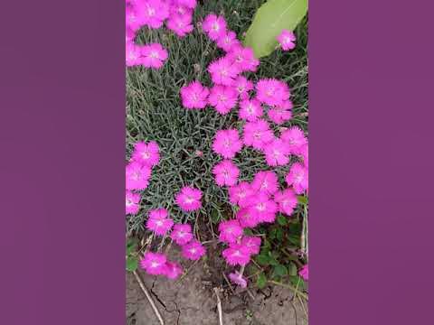 Гвоздика альпийская | Dianthus alpinus - YouTube