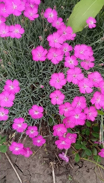Гвоздика альпийская | Dianthus alpinus - YouTube