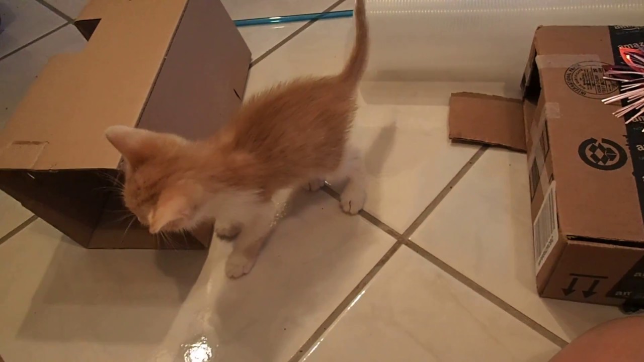 Silly Foster Kittens Playing With Litter Box & Cardboard Box 4 Weeks Old YouTube