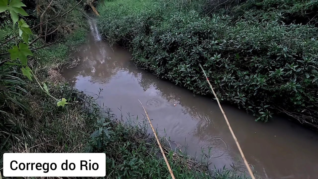 Esse córrego na beira da estrada é Incrível piau gigante lambari e até tabarana Pescaria Raiz