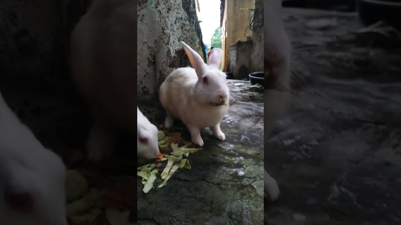 👉cute rabbits 😀 video whatsapp status || cute rabbit videos whatsapp status || 
