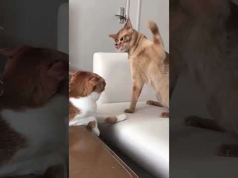 POV: Your Cat