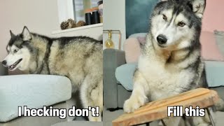 When The Snacks Hit & Your Husky Goes Crazy!