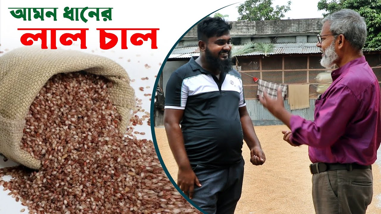 1227- জনপ্রিয়তা বাড়ছে আমন ধানের লাল চালের খুশি কৃষকেরা- Aman Rice  R.I Manik.Chitrapuri Krishichitra