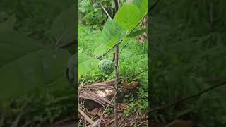custard apple @home #garden  #shortvideo