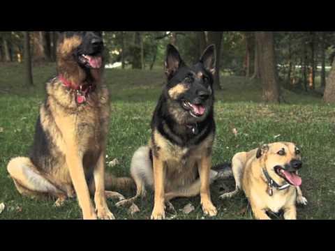 german shepherd dog song