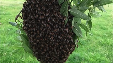 Swarm Management Part 2 With Cotswold Bees