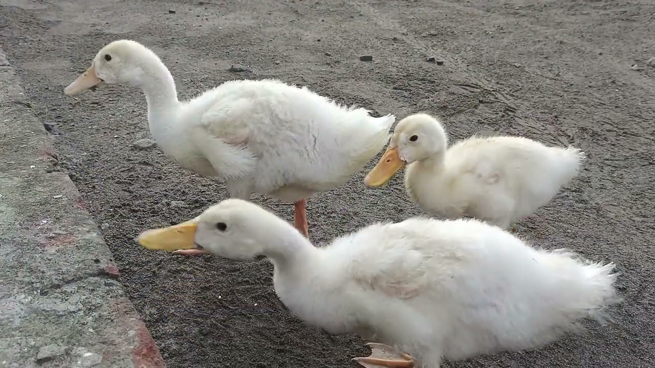 CUTEDUCKLING BOMBOMBINI QUAK QUAK KWEK KWEK
