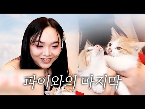 파이가 고양이 <strong>별로</strong> 떠났습니다.