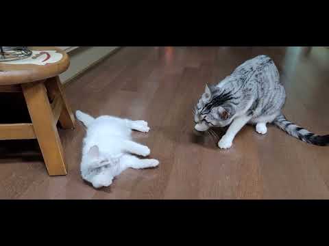 서열 1,2,3 눈깔아 대장이 온다.