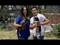 Recibí un Xoloitzcuintle miniatura | Perro Azteca, aquí recomendaciones sobre sus cuidados.