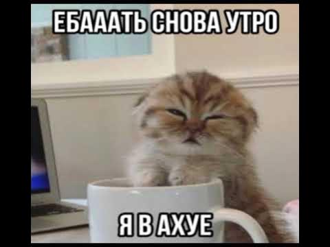 Мемы с котами тгк