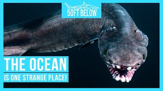 The 5 Strangest Animals In The Ocean by 50ft Below 2,507 views 4 years ago 2 minutes, 58 seconds