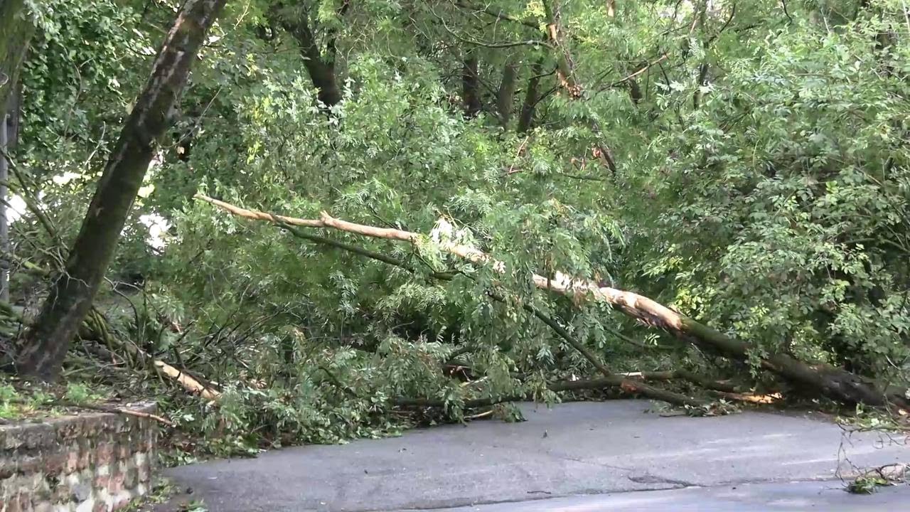 Maltempo a Milano, la Montagnetta di San Siro devastata dal vento: decine di alberi sradicati