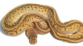 Ball Python Unboxing:  0.1 Pastel Jigsaw 100% Het Clown