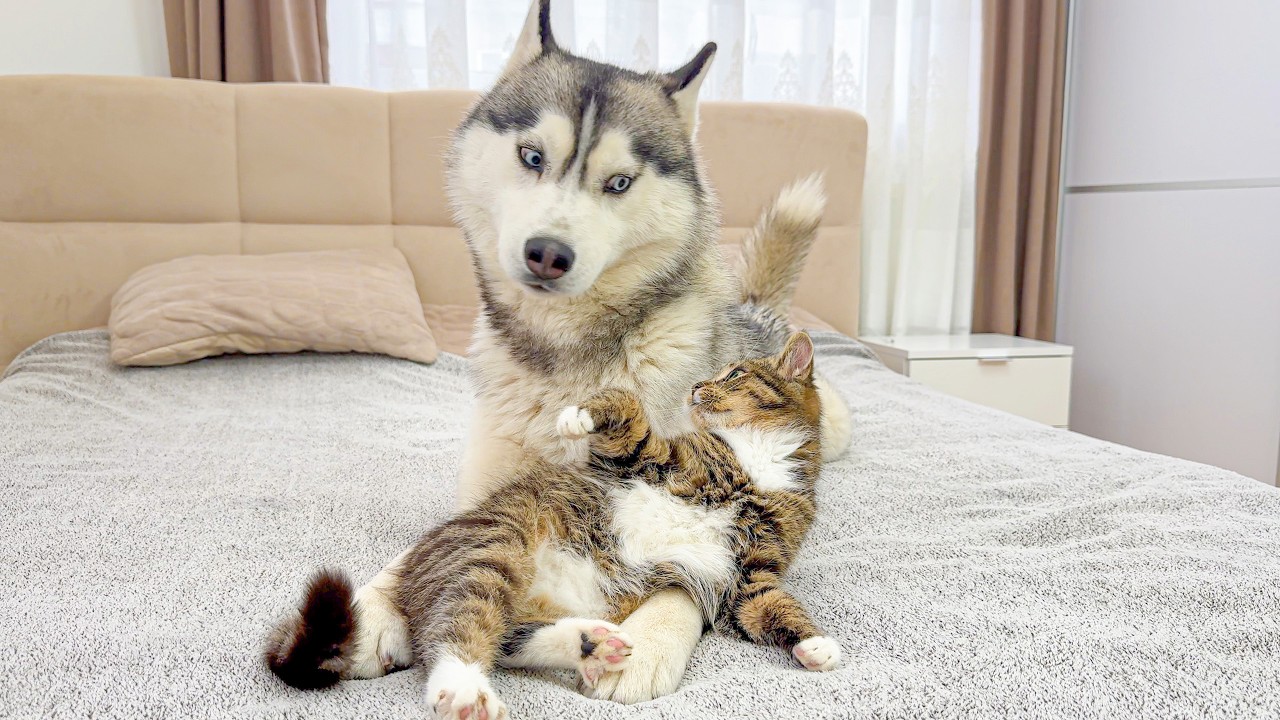 Giant Husky Reacts to Angry Kitten – You Won't Believe It!