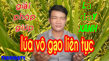 Giải pháp giúp lá đày xanh lúa vô gạo liên tục/thanhdotv/Paddy field