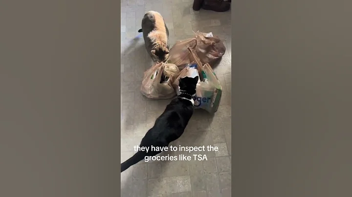 Watch the video about They have to inspect the groceries like TSA✅#cat #kitty #kitten