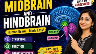 Mid brain and hindbrain class 8th science #education #8th #biology #science #pectaa