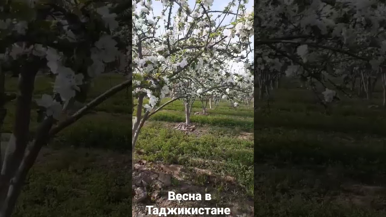 Spring in Tajikistan.Весна в Таджикистане.