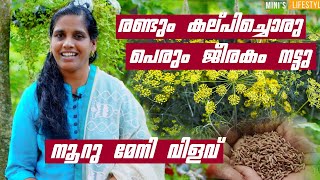 പെരും ജീരകം നട്ടു നൂറു മേനി വിളവ് | Perum Jeerakam Krishi Malayalam | Caraway farming