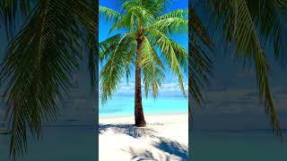 Tropical 🌴 view #maldives #travel #shorts