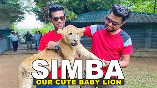 We played with this cute lion cub  ( Simba ) |  at Dehiwala Zoo | TRIP PISSO