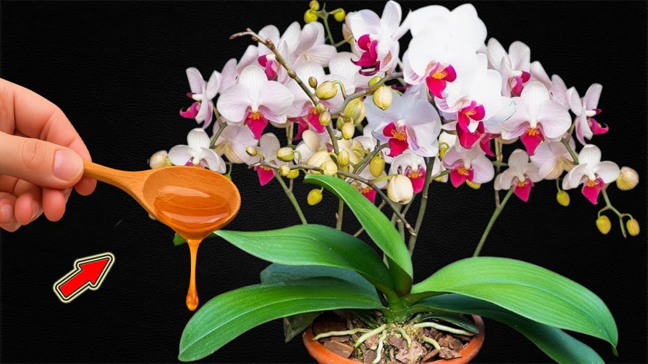 Всего лишь полейте 1 ложку! Орхидея без цветов внезапно пускает корни и цветёт без остановки!