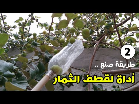 فيديو: كيفية صنع ثمار الحمضيات المسكرة