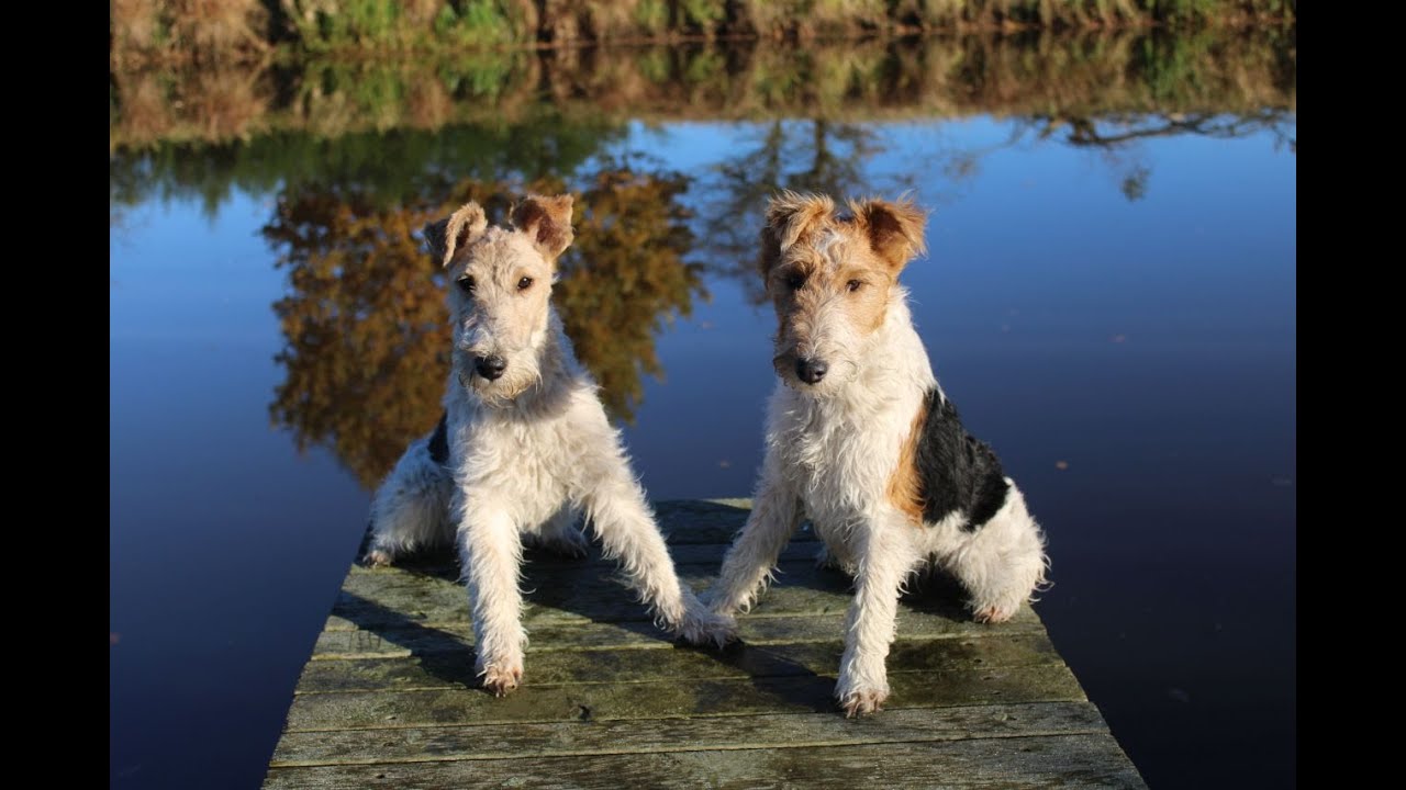 Foxterrier-Übungen in Wasserarbeit.