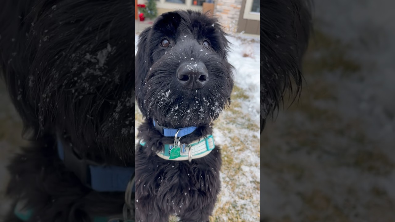 Double tap to boop my snoot 🖤       