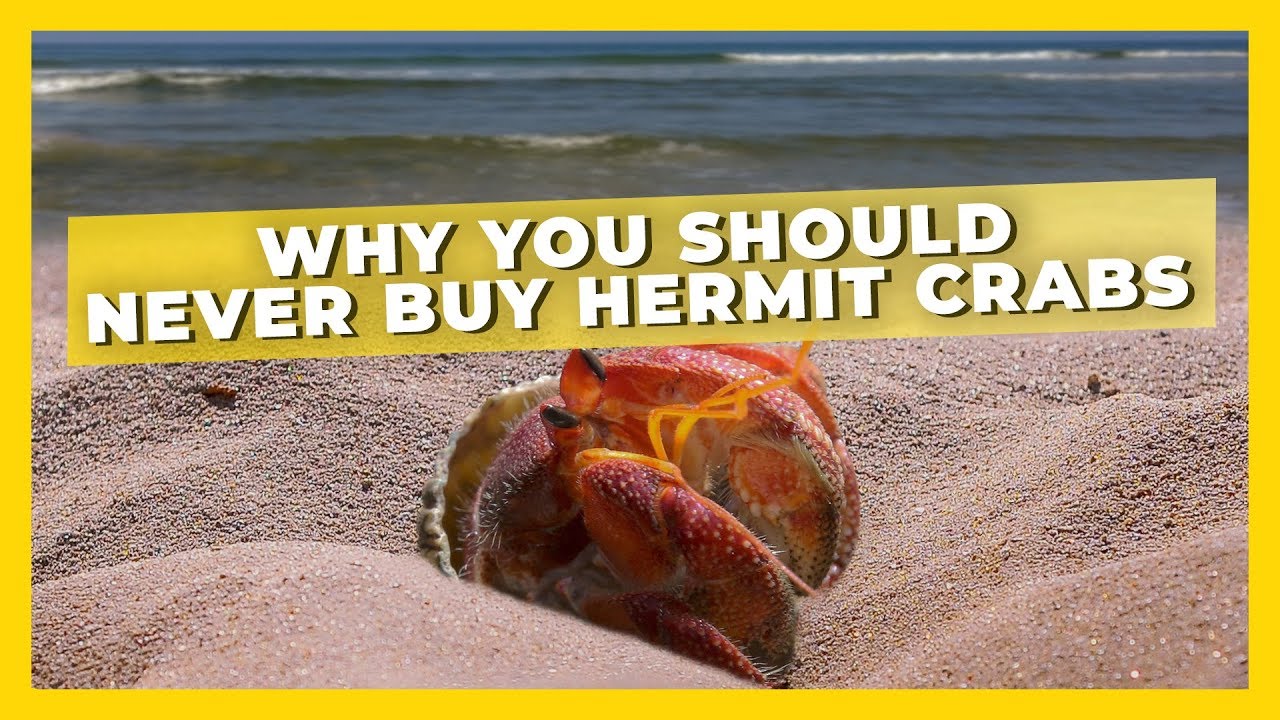 why you should never buy hermit crabs youtube