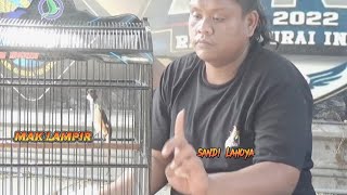 Sekilas video cendet Mak Lampir bersama joki handalnya sang bigbos kayu Kalimantan mas sandi Lahoya.