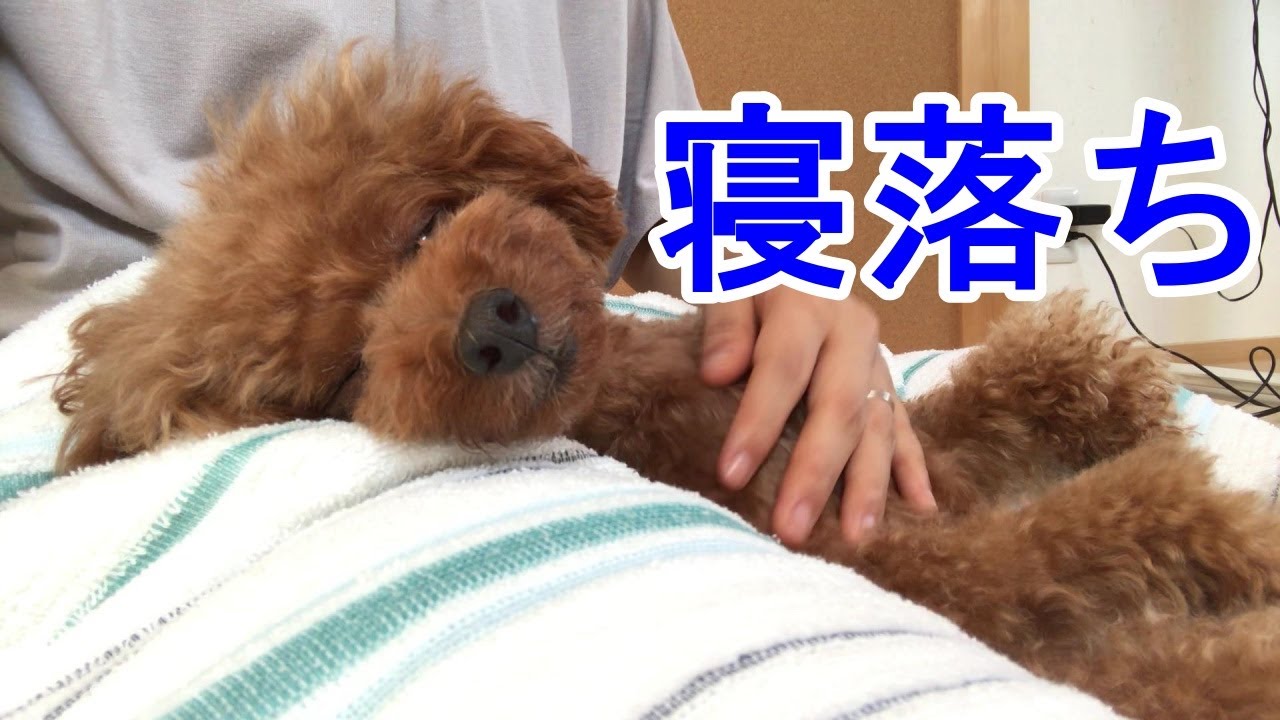 マッサージが気持ち良すぎて寝落ちしちゃう トイプードルのサラ Youtube