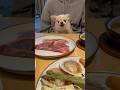 大きいお肉にガウガウ【ペキチワのピノ】